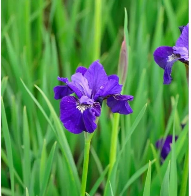 Sibirische Schwertlilie Dancing Nanou Iris sibirica in Lila von Nr-01.de - Bild 1
