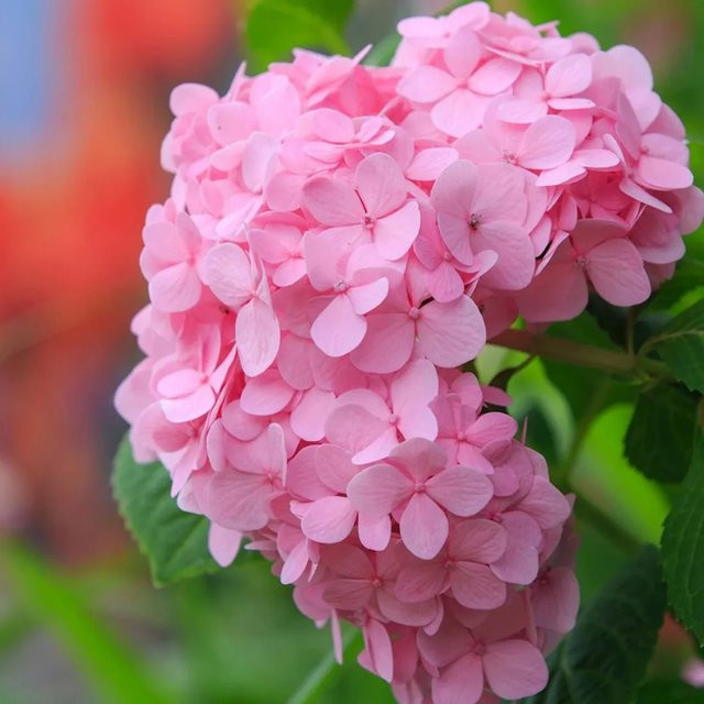 Arborix Hortensie Bouquet Rose Hydrangea macrophylla mit kugelförmigen rosa Blüten im Container - Bild 1