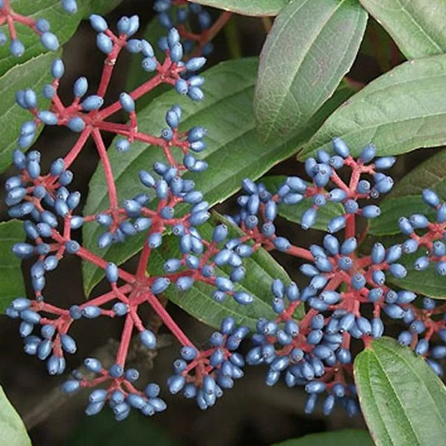 Arborix Kissenschneeball Viburnum davidii Immergrüner Zierstrauch im Container, Grün und Weiß - Bild 1