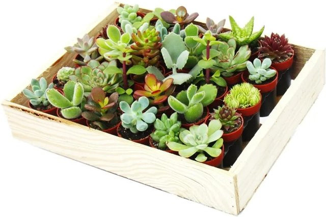 Exotenherz Mini-Sukkulenten Set in Holzkiste, 30 bunte Zimmerpflanzen im 3,5 cm Topf - Bild 1