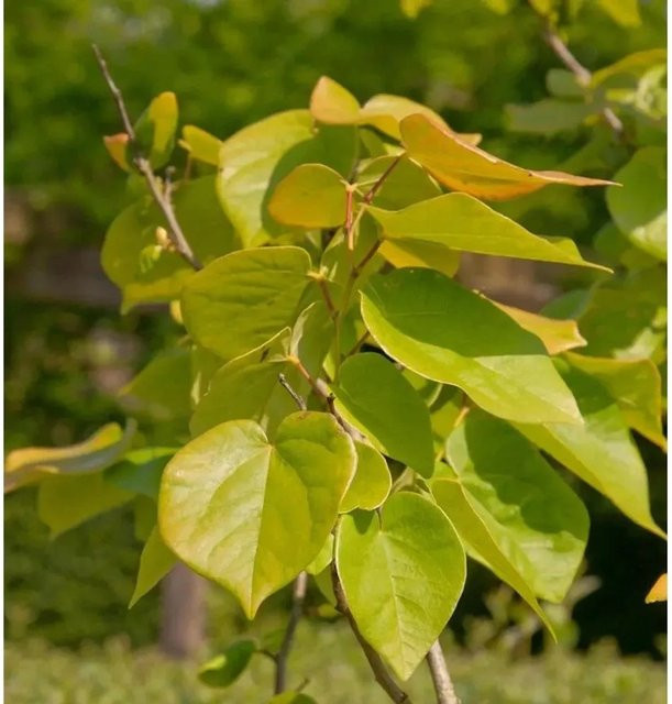 Kanadischer Judasbaum Cercis canadensis The Rising Sun Zierbaum Höhe: 100-125 cm - Bild 1