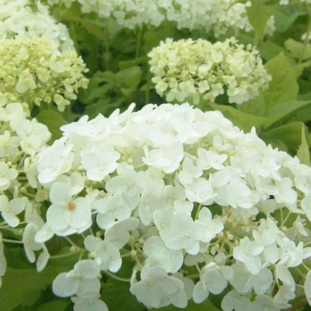Arborix Hortensie Annabelle Hydrangea arborescens, weiß, reichblühend, im Container, Höhe: 50 bis 60 cm - Bild 1