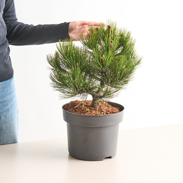 Schlangenhautkiefer Compact Gem Pinus heldreichii von BLUME2000 - Bild 1