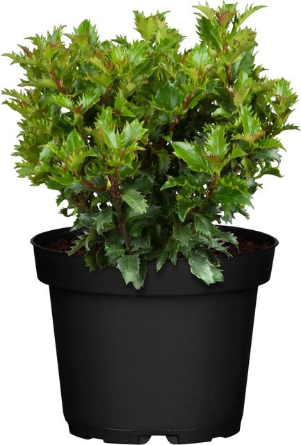 GROW by OBI Ilex Little Rascal Ilex meserveae Hecke Strauch Grün Höhe: 20 - 30 cm, Topf: 2 Liter - Bild 1