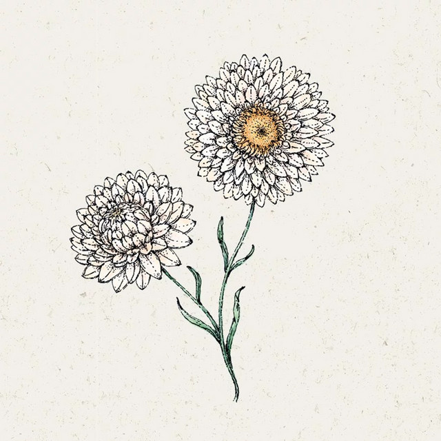Jora Dahl Saatgut Strohblume White - Bild 1