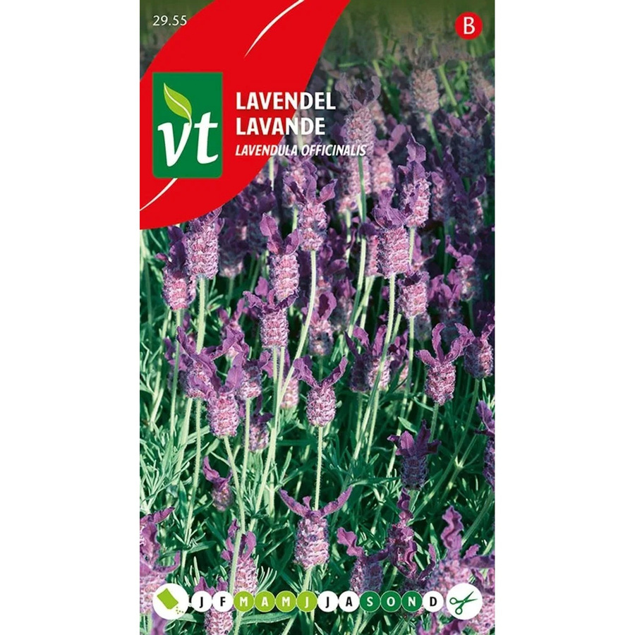 Arborix Lavendel Saatgut duftend 0,75 g - Bild 2
