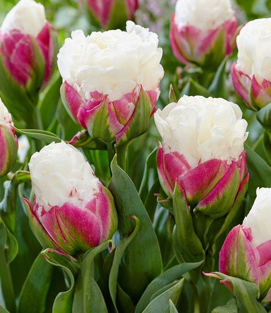 Tulpe Ice Cream® - Bild 1