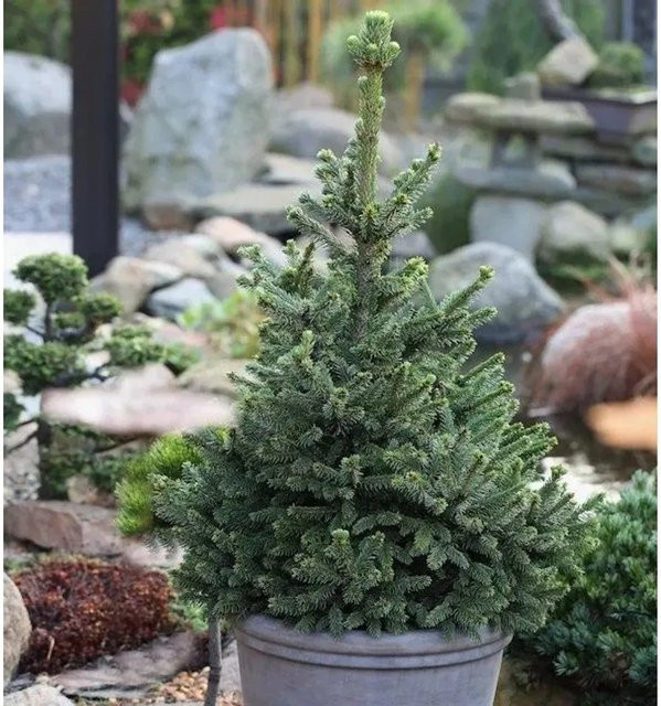 Zwergfichte Wills Zwerg Picea abies grün Nr-01.de - Bild 1