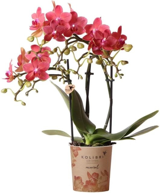 Kolibri Phalaenopsis Orchidee in Rot und Pink, Topfgröße 9 cm - Bild 1
