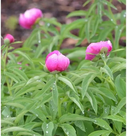 Pfingstrose Rubra Plena Paeonia officinalis pink von Nr-01.de
