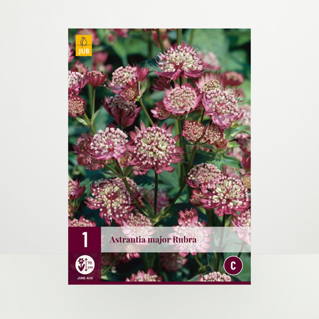 Sterndolde Rubra Knolle von BLUME2000 für deinen Garten - Bild 1