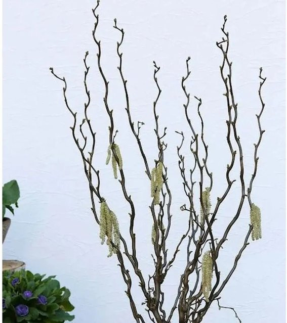 Hochstamm Aufrechte Korkenzieherhasel Twister Corylus avellana Nr-01.de Höhe: 80-100 cm - Bild 1