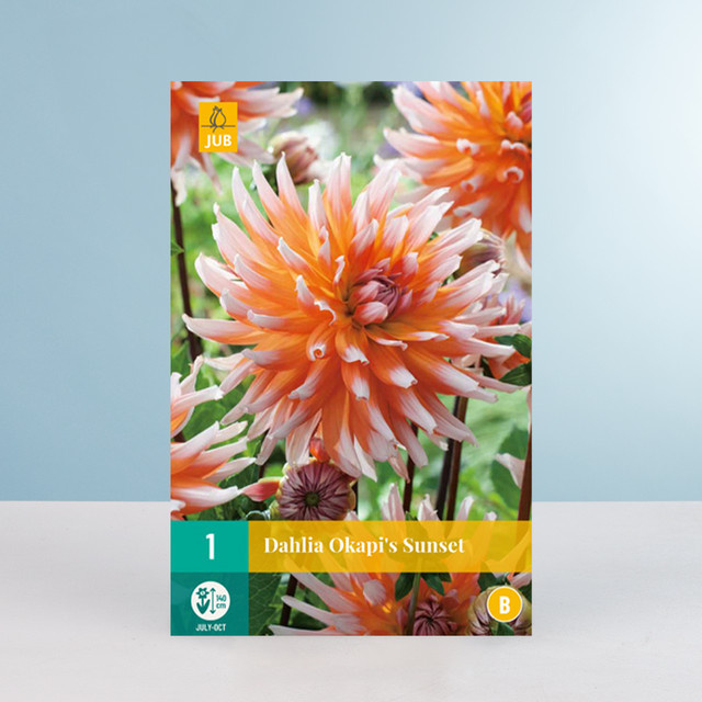 Kaktus-Dahlie Okapi's Sunset Knolle von BLUME2000 - Bild 1