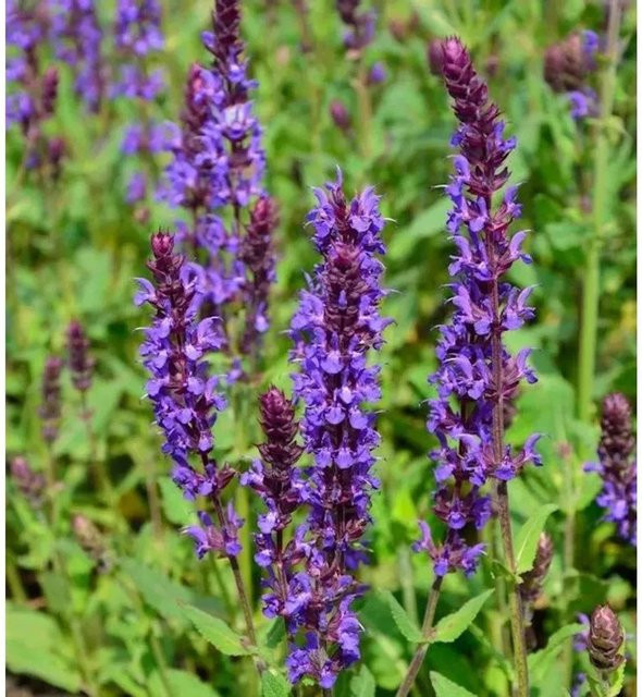Salvia nemorosa Salbei Wesuwe lila mehrjährige Staude für Staudenbeete und Steingärten - Bild 1