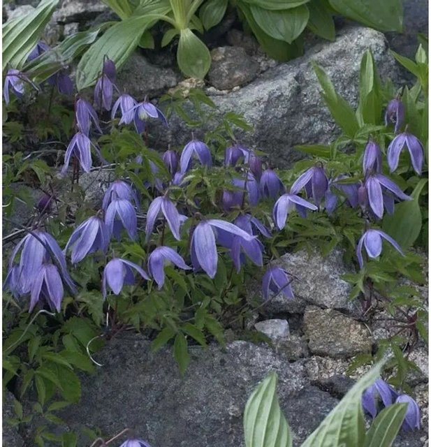 Clematis alpina Alpen Waldrebe Rankpflanze von Nr-01.de - Bild 1