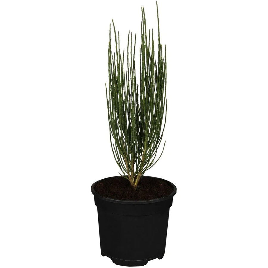 OBI Besenginster Cytisus scoparius im Topf - Bild 2