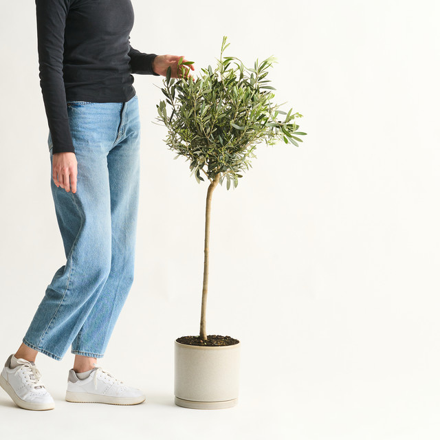 Olivenbaum Olea Europaea Stämmchen von BLUME2000 für Garten, Balkon und Terrasse - Bild 1