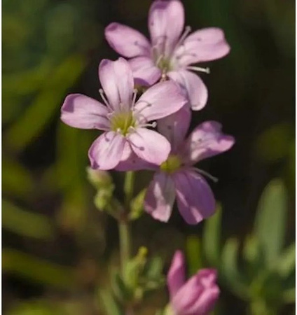 Gypsophila muralis Purpurglöckchen Gypsy Deep Rose in Rose/Pink als Stauden im Topf
