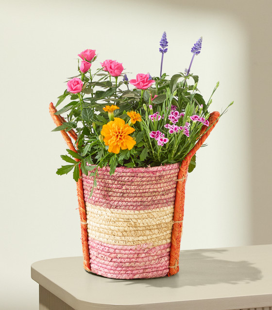 BLUME2000 Color Crush Topfarrangement für Balkon und Terrasse - Bild 1