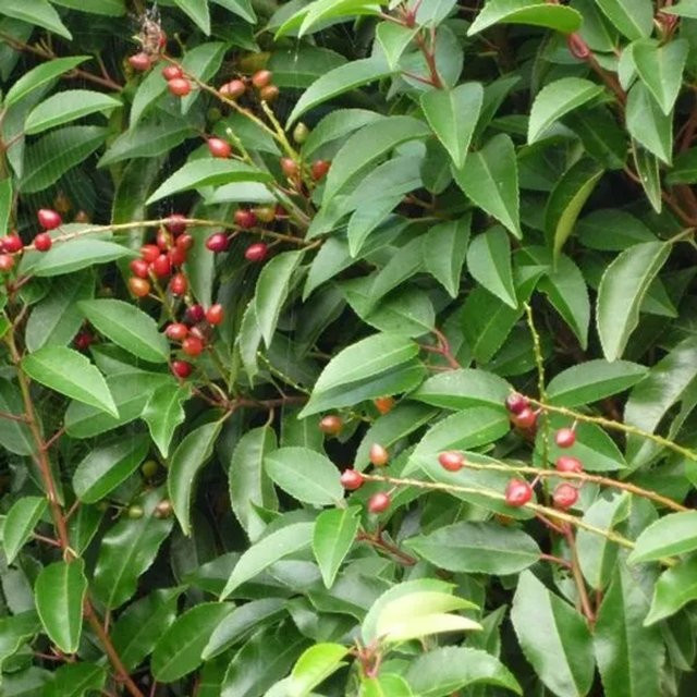 Arborix Portugiesischer Kirschlorbeer Prunus lusitanica als Heckenpflanze im Container mit dunkelgrünem Laub, Höhe: 45 cm - Bild 1