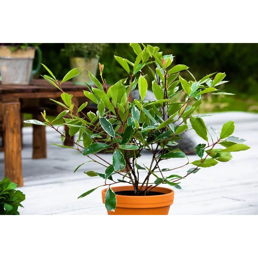 Photinia Fraseri Louise Glanzmispel als Heckenpflanze und Zierstrauch, Höhe: 60–80 cm - Bild 2
