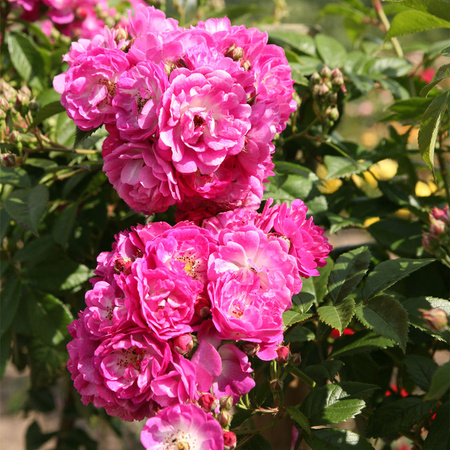 Kletterrose Tantau Perennial Blue in Rosa mit Blütezeit von Juni bis Oktober