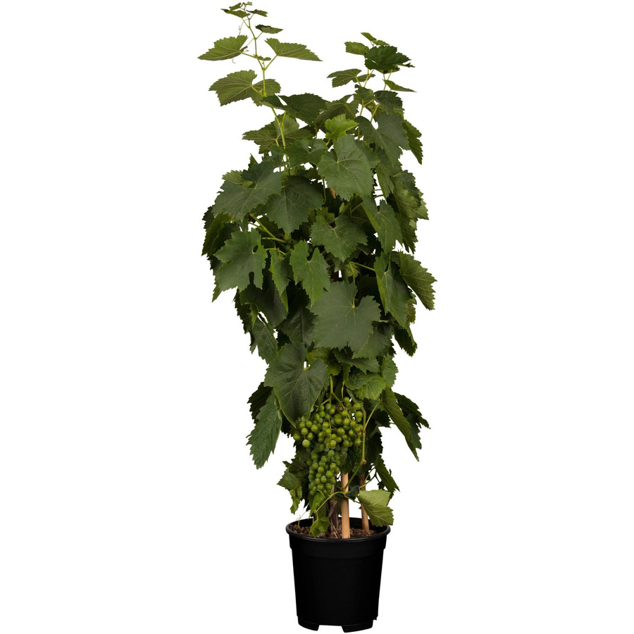OBI Weinrebe Vitis vinifera Hellgelb im Topf - Bild 2