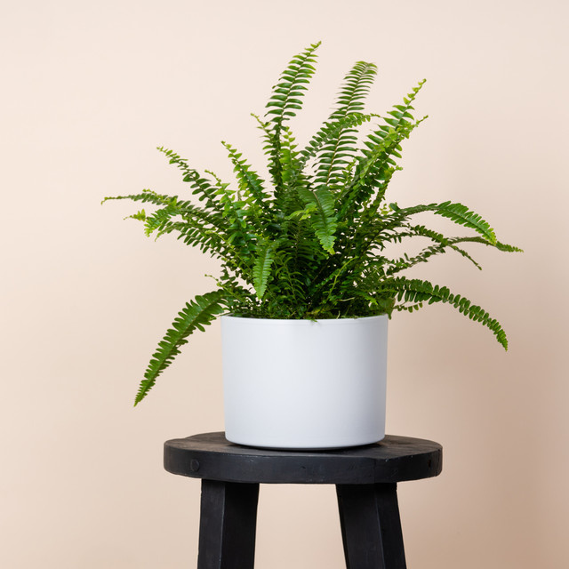 Minimalistischer Keramik Übertopf von BLUME2000 in Weiß, Höhe: 15,5 cm, Breite: 17,5 cm, Tiefe: 14,5 cm - Bild 1