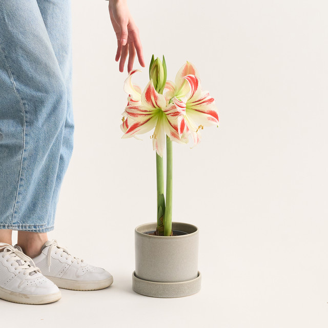 Amaryllis Flaming Striped Blumenzwiebel in Weiß und Rot - Bild 1