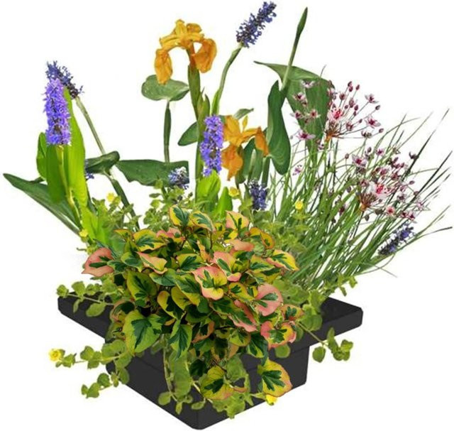 Vdvelde Pflanzeninsel für den Teich mit 4 Sorten Teichpflanzen und Zubehör, B/T: 25 x 25 cm, Multicolor - Bild 1