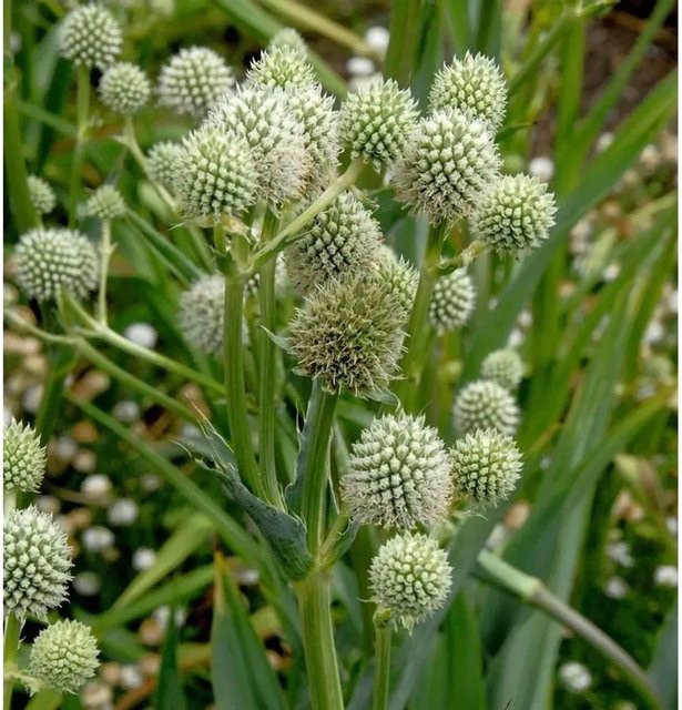 Eryngium yuccifolium Palmlilie Edeldistel als mehrjährige Gartenpflanze von Nr-01.de - Bild 1