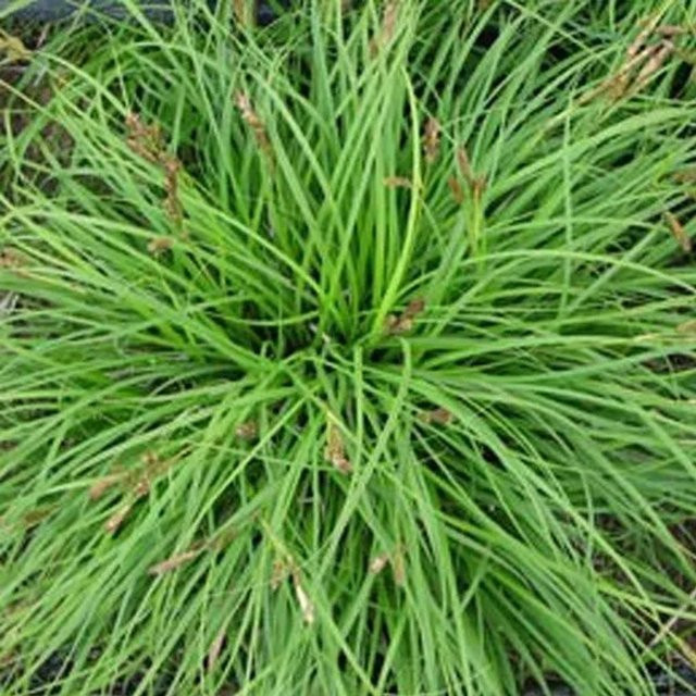 6er Set Arborix Carex caryophyllea The Beatles Immergrüne Ziergras-Pflanze im 9cm Topf - Bild 1