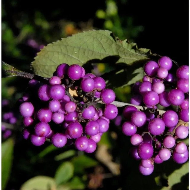 Liebesperlenstrauch Callicarpa bodinieri giraldii Imperial Pearl in Lila, Höhe: 30-40 cm - Bild 1