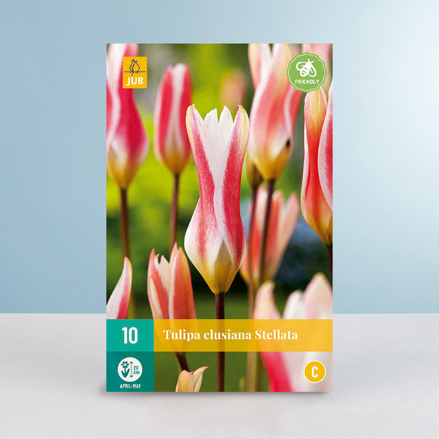 Botanische Tulpe Clusiana Stellata von BLUME2000 mit 10 Zwiebeln - Bild 1