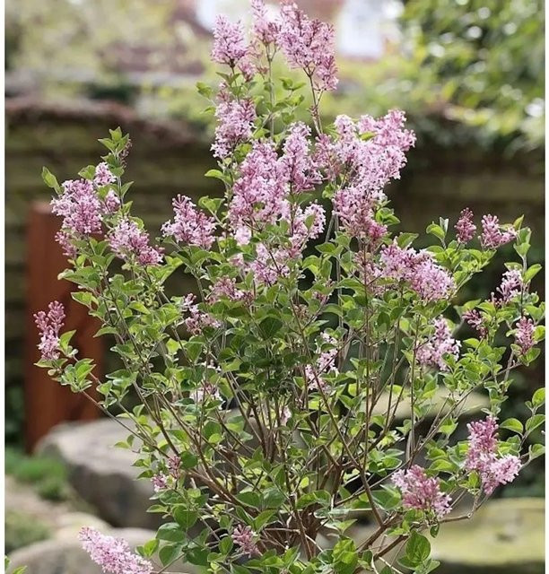 Hochstamm Zwerg Duftflieder Josee Syringa meyeri in Lila, Höhe: 80-100 cm - Bild 1