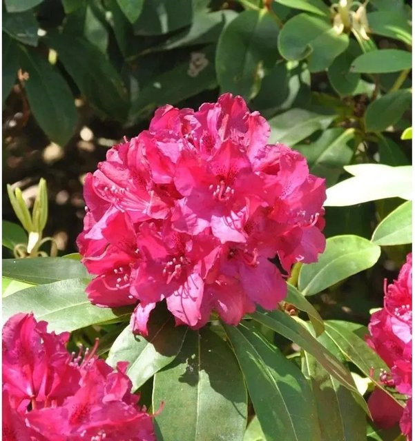 INKARHO Rhododendron Roland Alpenrose, großblumiger Zierstrauch in Pink, 25-30 cm - Bild 1