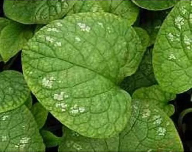 Brunnera macrophylla Kaukasus-Vergissmeinnicht als grüner Bodendecker für den Außenbereich - Bild 1