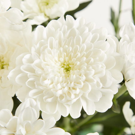 Blume2000 Chrysanthemen weiß Bunch