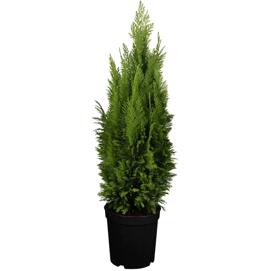 GROW by OBI Kegelzypresse Ellwood's Empire Chamaecyparis lawsoniana Nadelgehölz Höhe: 55 cm im Topf - Bild 2