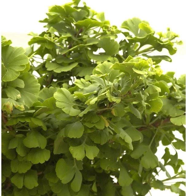 Ginkgo biloba Kugel Fächerblattbaum in Grün von Nr-01.de - Bild 1