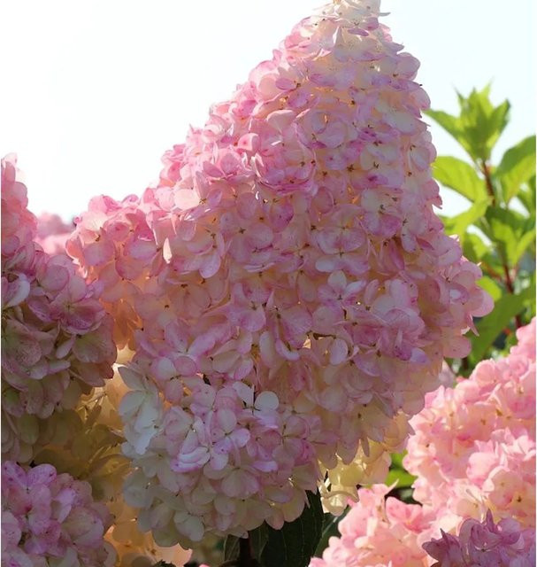 Rispenhortensie Sunday Fraise Hydrangea paniculata in Pink, Höhe: 40-60 cm - Bild 1