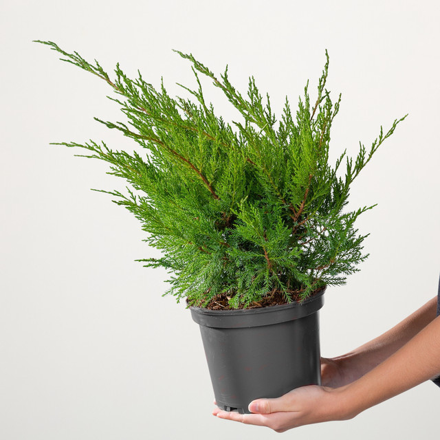 Wacholder Mint Julep Juniperus von BLUME2000 - Bild 1
