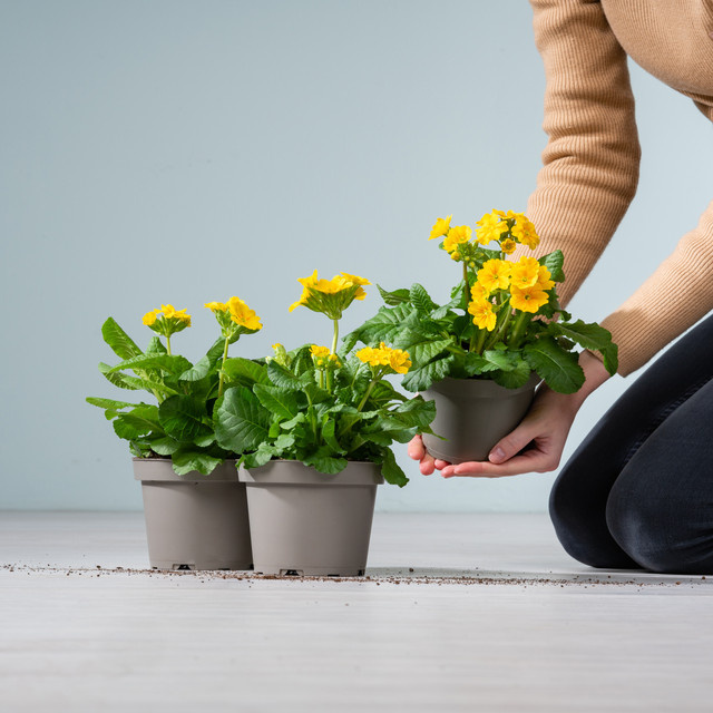 3er Set Primula veris Gelbe Schlüsselblume von BLUMEN2000 als winterharte Staude für Gartenbeet, Blumenkübel und Balkon - Bild 1