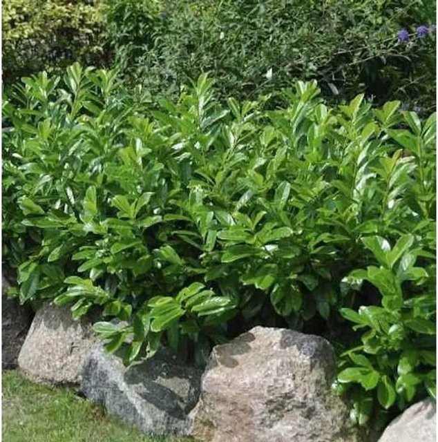 Kirschlorbeer Diana Prunus laurocerasus als grüne Heckenpflanze für den Garten, Höhe: 80-100 cm - Bild 1