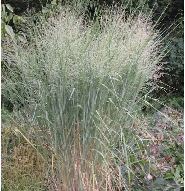Rutenhirse Cloud Nine Panicum virgatum als mehrjährige Zierpflanze für den Garten - Bild 1