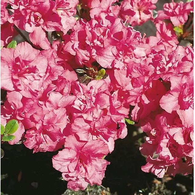 Japanische Azalee Rokoko Rhododendron obtusum in Pink, Topfpflanze 20-25 cm - Bild 1