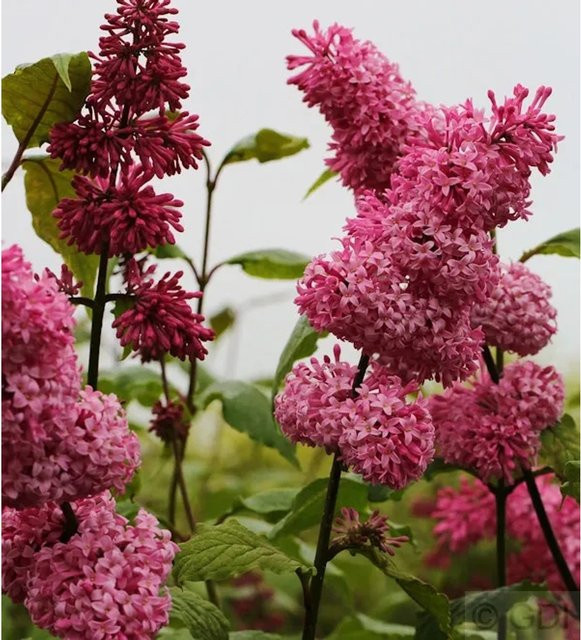 Edelflieder Miss Canada Syringa hyacinthiflora Kircher-Collection pink, Höhe: 60-80 cm - Bild 1