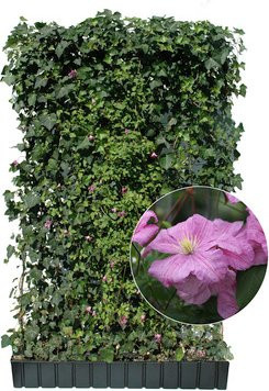 HELIX PFLANZEN Hedera helix Woerneri Efeu mit Clematis, winterhart, B/H: 120 x 180 cm - Bild 1