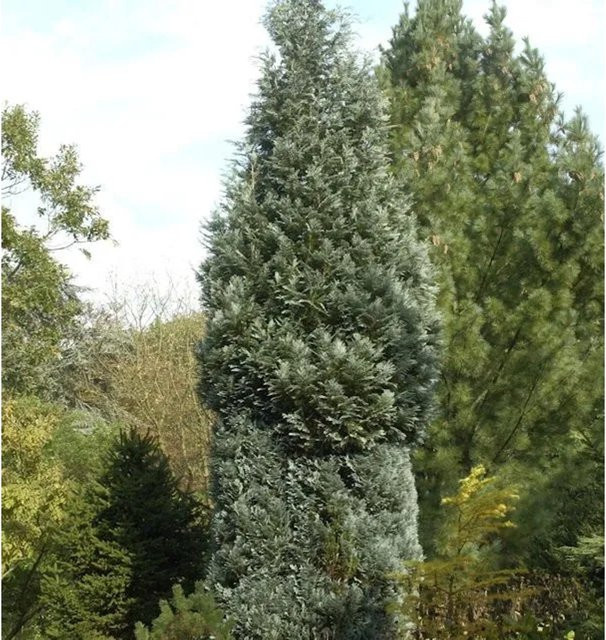 Scheinzypresse Pelts Blue Chamaecyparis awsoniana als Heckenpflanze und Sichtschutz, Höhe: 60-80 cm - Bild 1