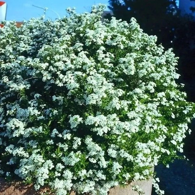 Spiraea thunbergii Frühlingsspiere in Weiß von Nr-01.de, Höhe: 30-40 cm - Bild 1